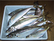 釣果のアジ