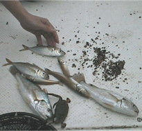 釣れた魚