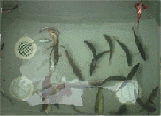 生簀の中の魚達