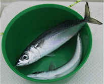 トローリングで釣れたサバ