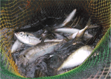 生簀の中の釣れた魚
