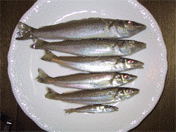 釣れたシロギス