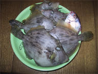 今日の釣果カワハギ