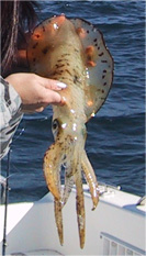 AIGETI
