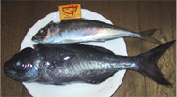 今日の釣果