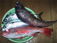 今日の釣果