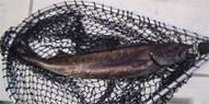 恐いクロシビカマス