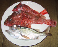 今日の釣果