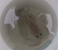寂しい釣果マルイカ2杯
