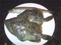 14日小一時間の釣果