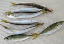 10/12の寂しい釣果