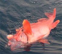 ぷっかり浮いたアコウ