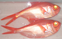 釣り始めキンメダイ
