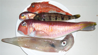 釣り初め釣果