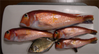 今日の釣果