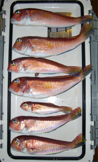 アマダイ釣果