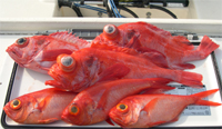 今日も赤い魚