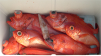今日もまた赤い魚