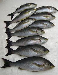 釣果のイサキ