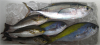 うめいろ等釣果の一部