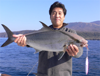 大島では初カンパチ