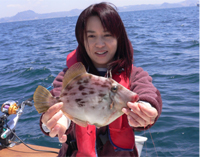 良型のカワハギ
