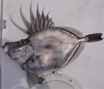 日曜に釣れたカガミダイ