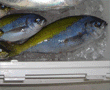ウメイロ